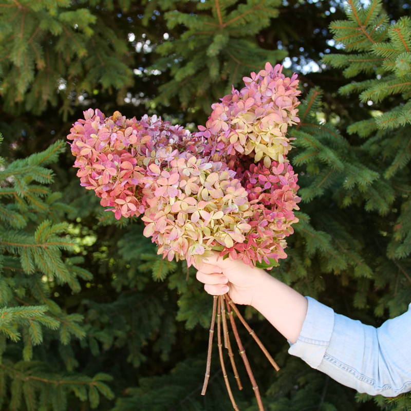 Woman holding bright pink panicle hydrangea flowers